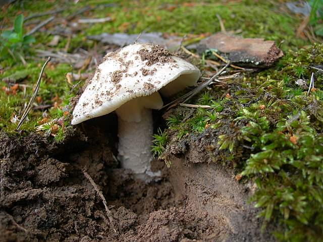 Amanita spec. Cod.: 8509-08
